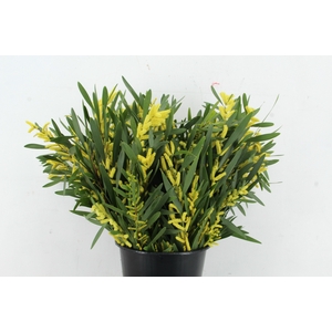 ACACIA MIMOSA LONGIFOLIA 200GR