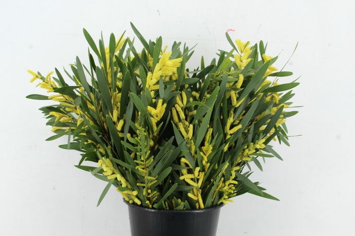 <h4>ACACIA MIMOSA LONGIFOLIA 200GR</h4>