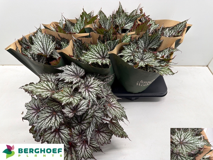 <h4>BEG BLAD OV</h4>