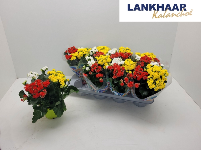 <h4>KAL GE GEM I POT</h4>