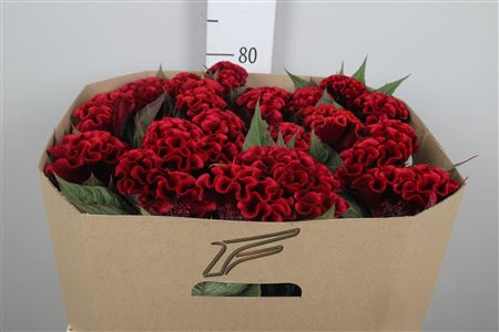 <h4>Cel C Indian Sumburg</h4>