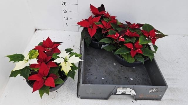 <h4>EUPHOR PULCHERRIM OV</h4>