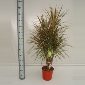 Dracaena marg. 'Bicolor'