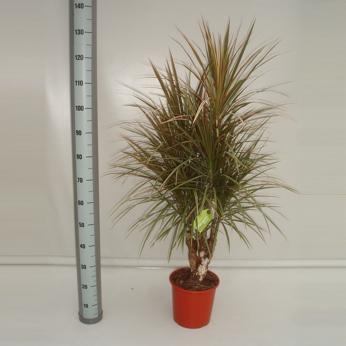 <h4>Dracaena marg. 'Bicolor'</h4>