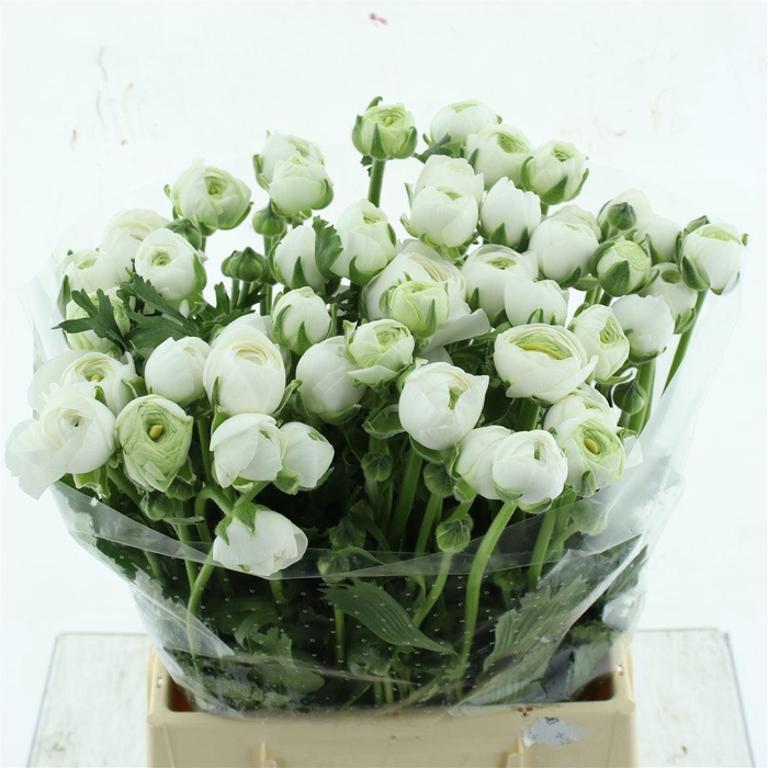 <h4>Ran El Iceberg White</h4>