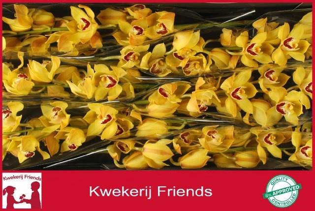 <h4>CYMB T COOKSBRIDGE</h4>