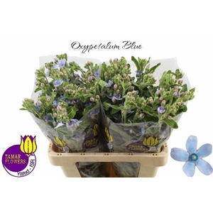 OXY CO TAN PURE BLU