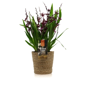 Inca Grand Sapa Cambria Barrocco Red 8+ spike mix 17cm touve in luxury basket