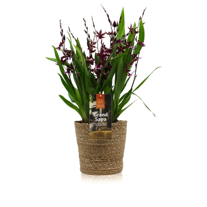 <h4>Inca Grand Sapa Cambria Barrocco Red 8+ spike mix 17cm touve in luxury basket</h4>
