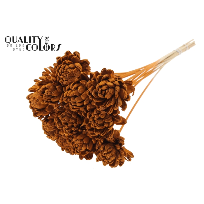 <h4>Shola New Beauty Rose Ø8cm on stem Terracotta</h4>