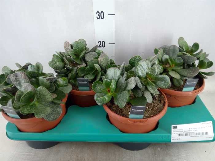 <h4>Adromischus maculatus</h4>