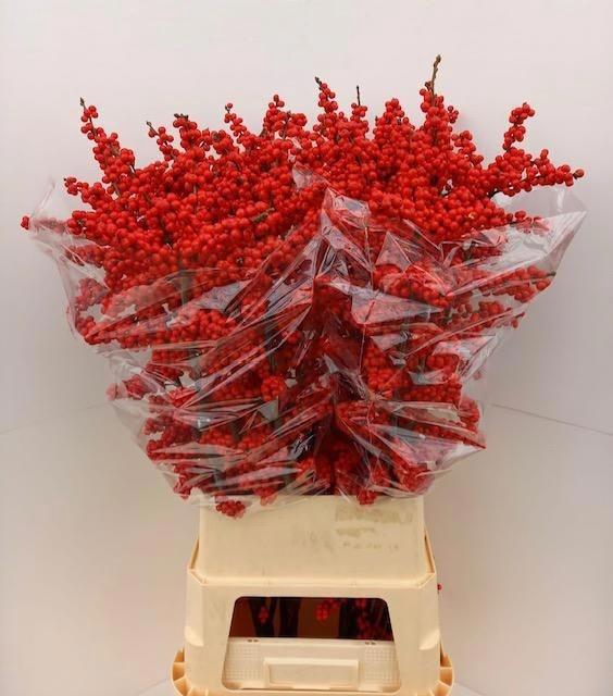 <h4>Ilex Bes Brit Buys</h4>