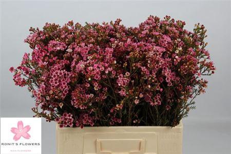 <h4>Chame Sarahs Delight</h4>