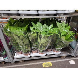 Fatsia japonica