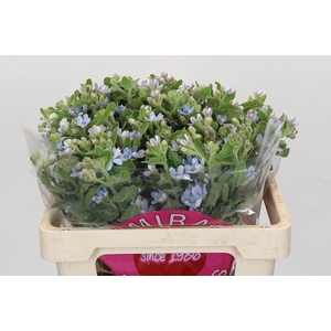 Oxypetalum Tweedia Blue