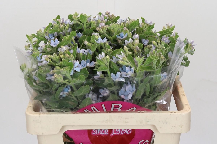 <h4>Oxypetalum Tweedia Blue</h4>