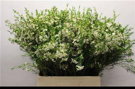 <h4>Chame Un Luna</h4>