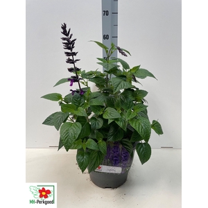 SALVIA PURPLE BLOOM