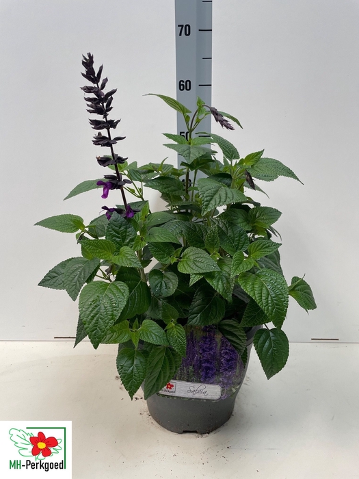 <h4>SALVIA PURPLE BLOOM</h4>