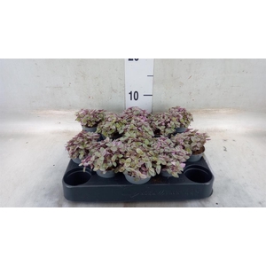 Callisia repens 'Rosato'