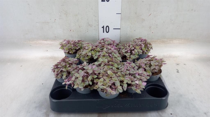 <h4>Callisia repens 'Rosato'</h4>