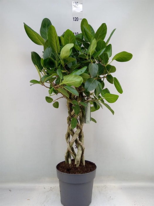 <h4>Ficus benghalensis 'Audrey'</h4>