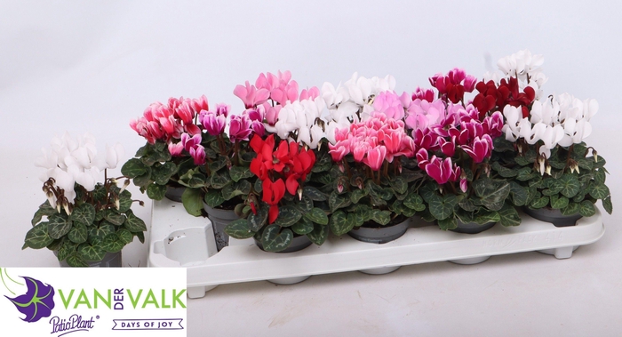 <h4>CYCL KL METIS</h4>