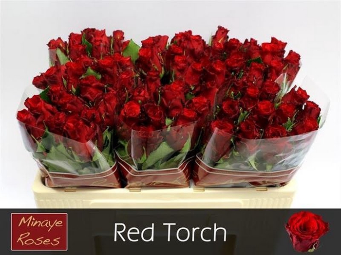 <h4>R Gr Red Torch Minaye</h4>