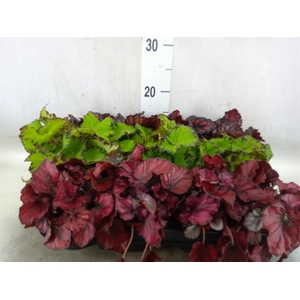 Begonia BD rex