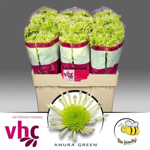 CHR S AAA ANURA GREE