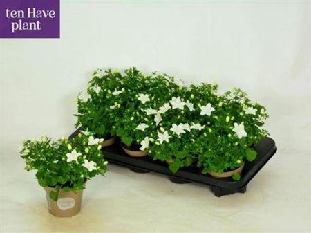 <h4>Camp Is Atlant White</h4>