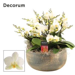 Ciro dazzling 12+ tak symphony Lausanne (Deco-collection)