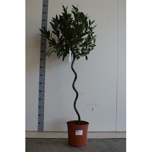 Laurus Nobilis Spiral 25Ø 140cm 40Ø