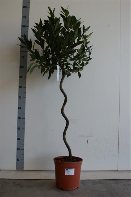 Laurus Nobilis Spiral 25Ø 140cm 40Ø