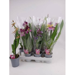 ORCHIDEEEN GEM