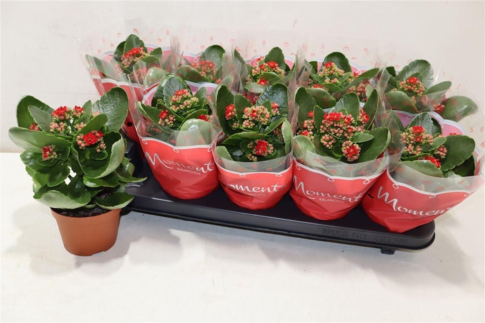 <h4>Kal Ge Secret Red</h4>