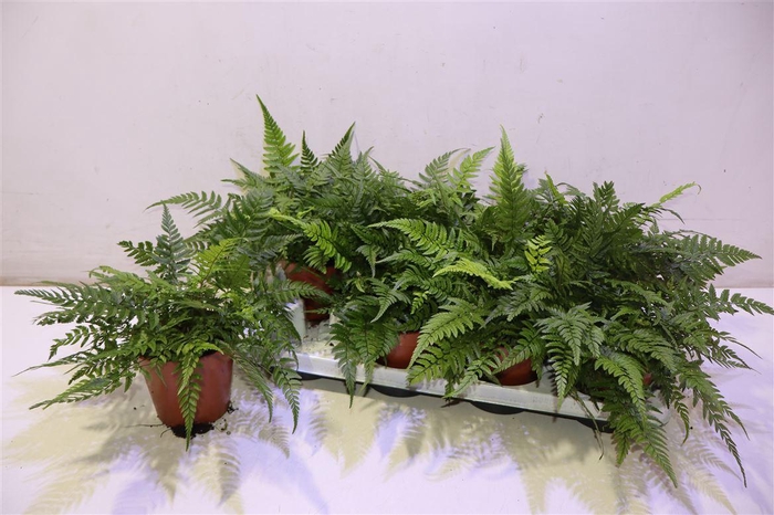 <h4>arr8 Athyrium Ov</h4>