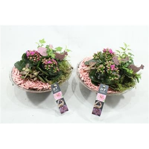 1429 ROZE GLAS 28