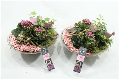 <h4>1429 ROZE GLAS 28</h4>