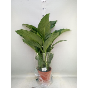Spathiphyllum  'Sweet Lauretta'
