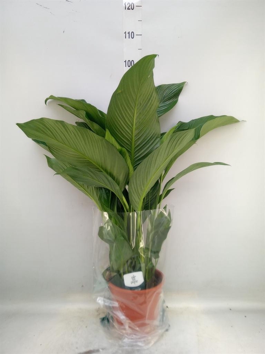 <h4>Spathiphyllum  'Sweet Lauretta'</h4>