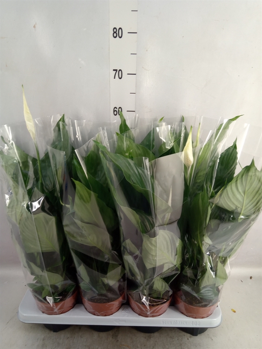 <h4>Spathiphyllum   ...</h4>