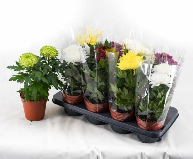 <h4>CHRYS SUPNOVA GEM</h4>