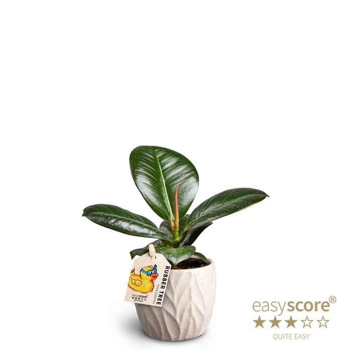 FICUS ELASTICA P7