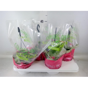 Scindapsus pictus 'Trebie'