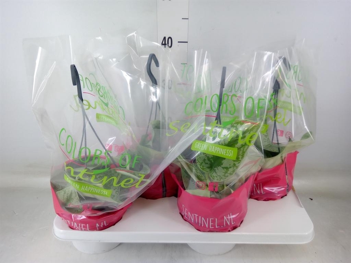 <h4>Scindapsus pictus 'Trebie'</h4>