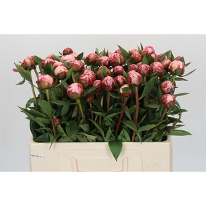 Paeonia Sarah Bernhardt