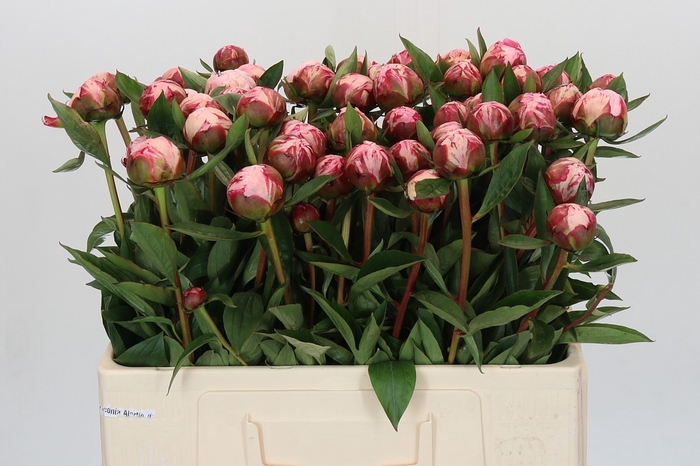 Paeonia Sarah Bernhardt