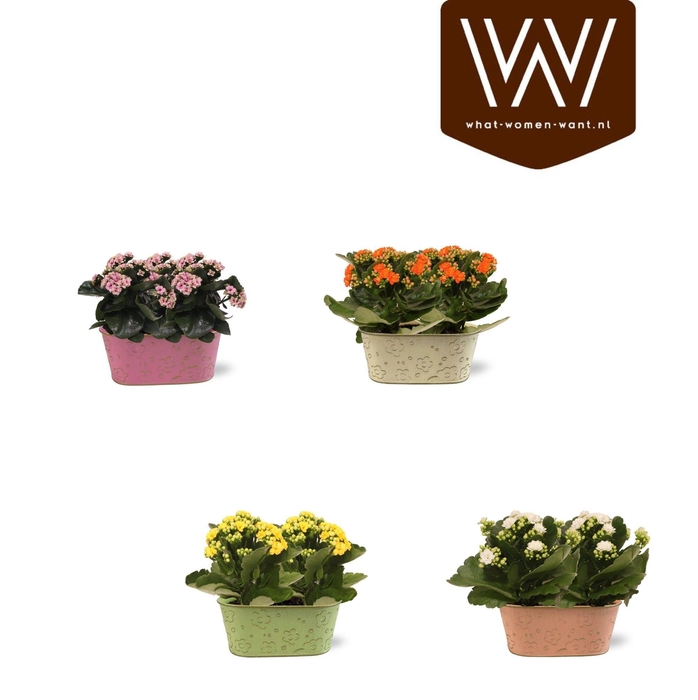 <h4>Collectie "Top Blend" Kalanchoe 19 cm in zinken duobakje Nova</h4>