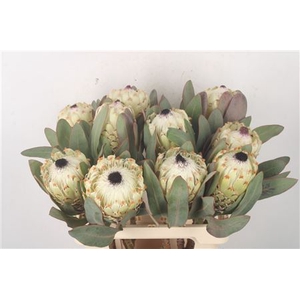 Protea M Ice Queen